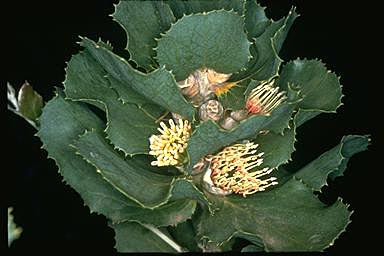 APII jpeg image of Hakea victoria  © contact APII