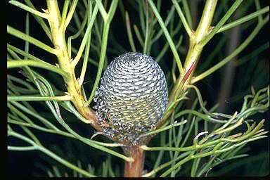 APII jpeg image of Isopogon anethifolius  © contact APII