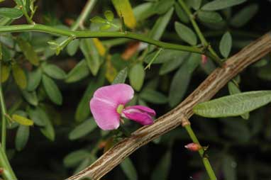 APII jpeg image of Desmodium acanthocladum  © contact APII