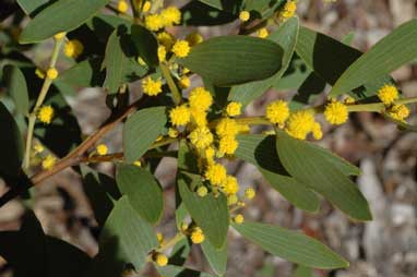 APII jpeg image of Acacia complanata  © contact APII