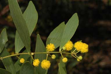 APII jpeg image of Acacia complanata  © contact APII