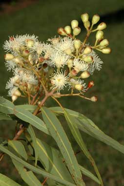 APII jpeg image of Corymbia stockeri  © contact APII