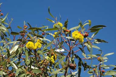 APII jpeg image of Eucalyptus erythrocorys  © contact APII