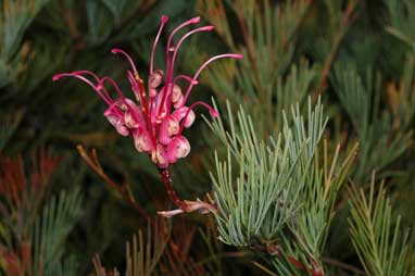 APII jpeg image of Grevillea plurijuga  © contact APII