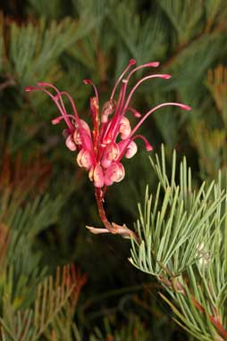 APII jpeg image of Grevillea plurijuga  © contact APII