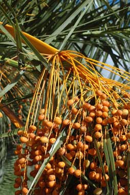 APII jpeg image of Phoenix canariensis  © contact APII