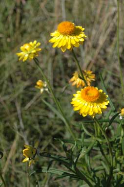 APII jpeg image of Xerochrysum bracteatum  © contact APII