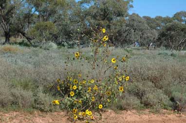 APII jpeg image of Helianthus annuus  © contact APII