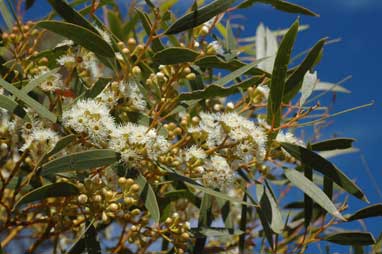 APII jpeg image of Eucalyptus gracilis  © contact APII