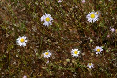 APII jpeg image of Brachyscome ciliaris var. lanuginosa  © contact APII