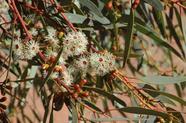 APII jpeg image of Eucalyptus dumosa  © contact APII