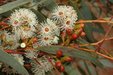 APII jpeg image of Eucalyptus dumosa  © contact APII