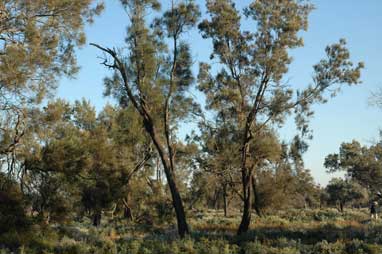 APII jpeg image of Casuarina cristata  © contact APII