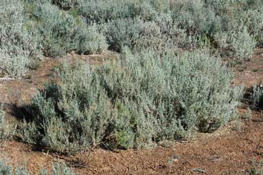 APII jpeg image of Atriplex vesicaria subsp. macrocystidia  © contact APII