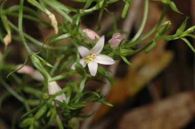 APII jpeg image of Centaurium tenuiflorum  © contact APII