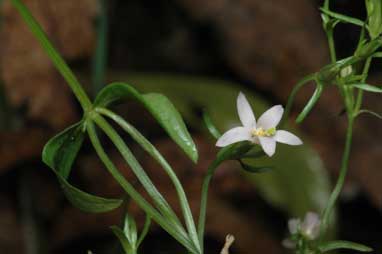 APII jpeg image of Centaurium tenuiflorum  © contact APII