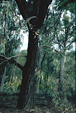 APII jpeg image of Eucalyptus sideroxylon  © contact APII