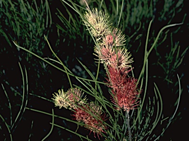 APII jpeg image of Hakea scoparia  © contact APII