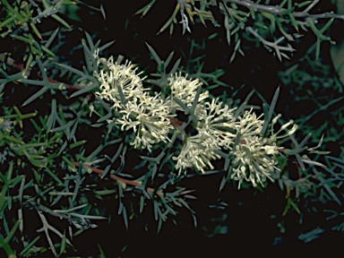 APII jpeg image of Hakea trifurcata  © contact APII