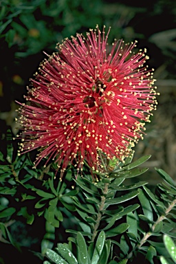 APII jpeg image of Kunzea baxteri x pulchella  © contact APII