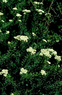 APII jpeg image of Ozothamnus diosmifolius  © contact APII