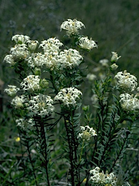 APII jpeg image of Pimelea linifolia  © contact APII