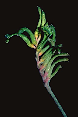 APII jpeg image of Anigozanthos bicolor  © contact APII