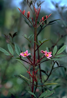 APII jpeg image of Boronia fraseri  © contact APII