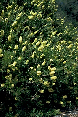 APII jpeg image of Callistemon pallidus  © contact APII