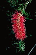 Callistemon subulatus - click for a bigger image