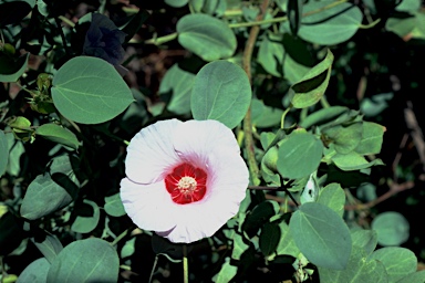 Sturt's Desert Rose photo
