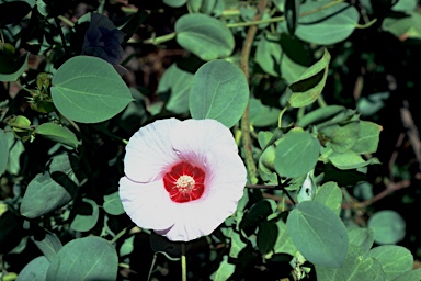 APII jpeg image of Gossypium sturtianum  © contact APII