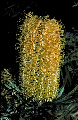 APII jpeg image of Banksia spinulosa  © contact APII