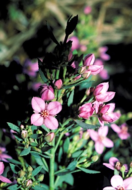 APII jpeg image of Boronia barkeriana  © contact APII