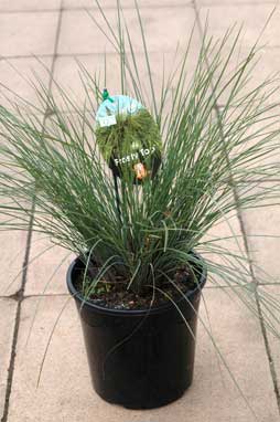 APII jpeg image of Lomandra confertifolia subsp. rubiginosa 'Frosty Top'  © contact APII