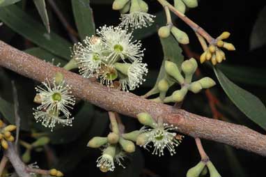 APII jpeg image of Eucalyptus ligustrina  © contact APII