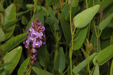 APII jpeg image of Hardenbergia violacea 'Bliss'  © contact APII