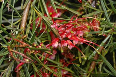 APII jpeg image of Grevillea pinaster  © contact APII