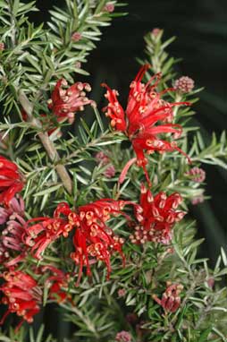 APII jpeg image of Grevillea 'Allyn Radiance'  © contact APII