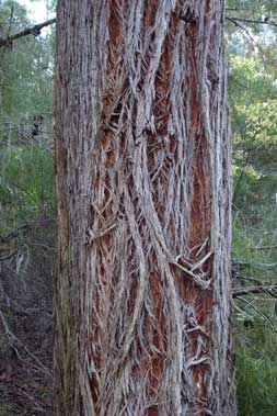 APII jpeg image of Eucalyptus agglomerata  © contact APII