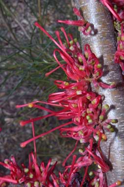 APII jpeg image of Hakea orthorrhyncha var. filiformis  © contact APII