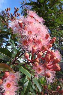 APII jpeg image of Corymbia 'Summer Beauty'  © contact APII