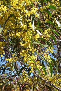 APII jpeg image of Acacia pycnantha  © contact APII