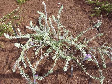 APII jpeg image of Eremophila mackinlayi subsp. spathulata  © contact APII