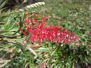 APII jpeg image of Grevillea 'Waikiti Gem'  © contact APII