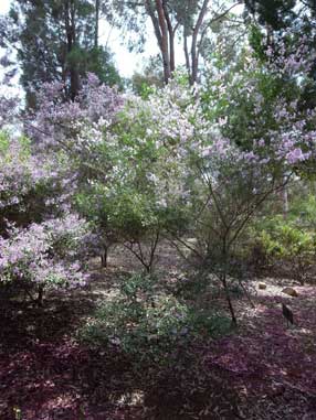 APII jpeg image of Prostanthera 'Oakdene Mauve'  © contact APII