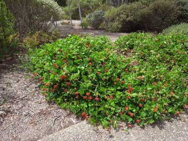 APII jpeg image of Kennedia macrophylla  © contact APII