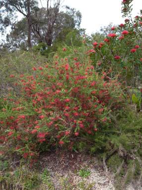 APII jpeg image of Grevillea speciosa  © contact APII