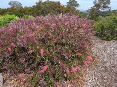 APII jpeg image of Callistemon 'Taree Pink'  © contact APII