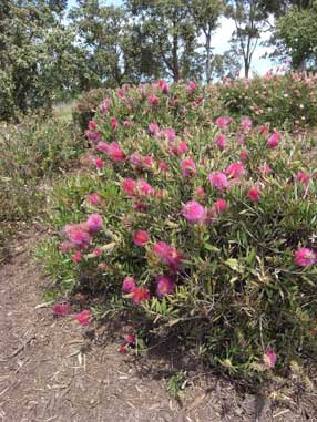 APII jpeg image of Callistemon 'Violaceus'  © contact APII